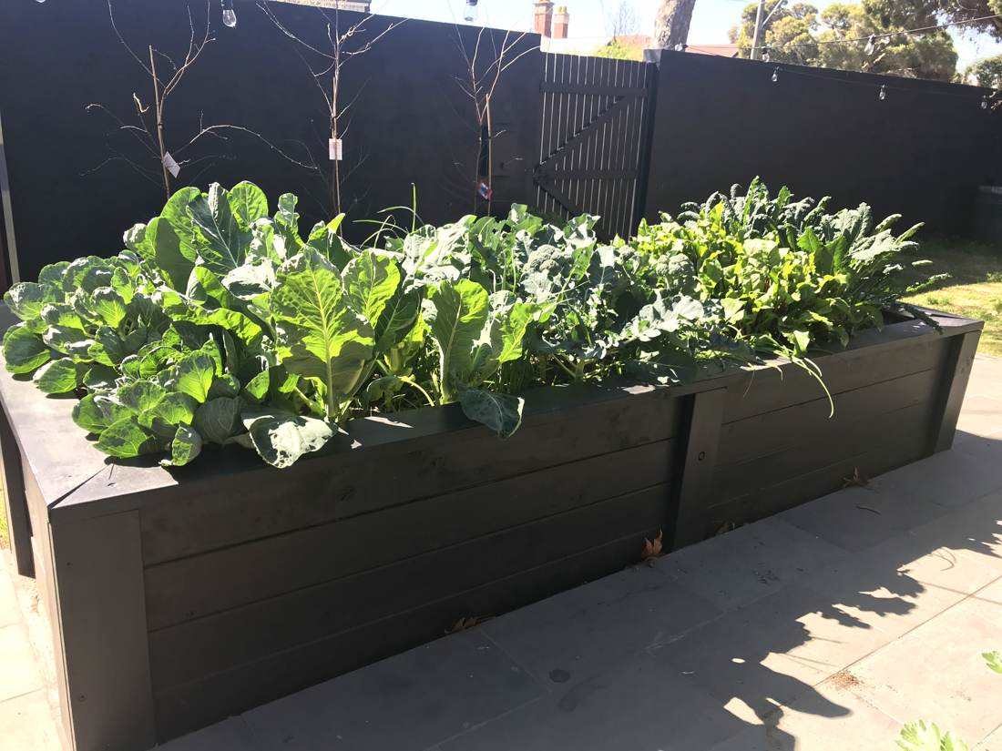 Raised black timber vegetable beds full of brassicas against a black fence with festoon lighting