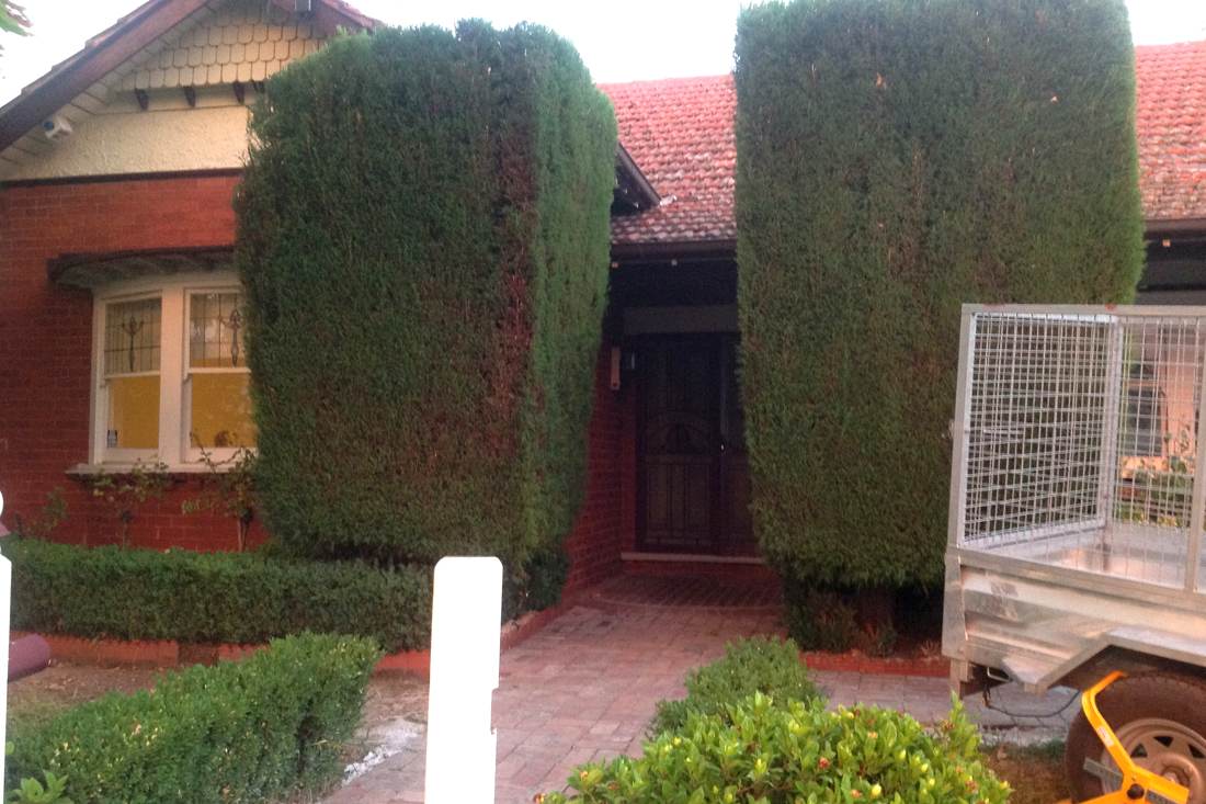 The front garden before — overgrown conifer columns hiding the facade